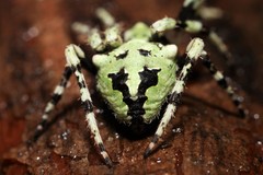 Novaranea courti