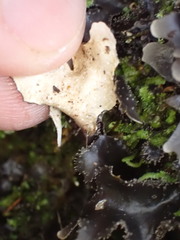 Pseudocyphellaria dissimilis