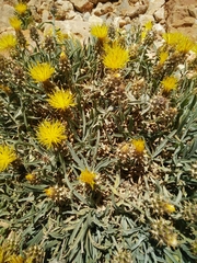 Centaurea drabifolia