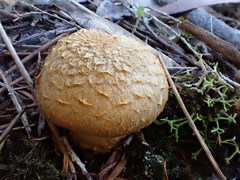 Cortinarius chrysopocos