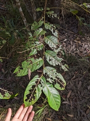 Glochidion sumatranum