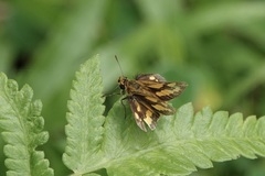 Taractrocera luzonensis