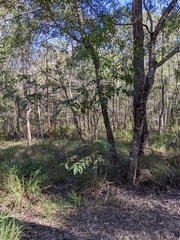 Glochidion sumatranum