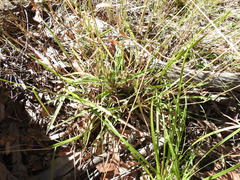 Digitaria breviglumis