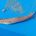 Lessepsian Lizardfish - Photo (c) olive_rush, some rights reserved (CC BY-NC), uploaded by olive_rush