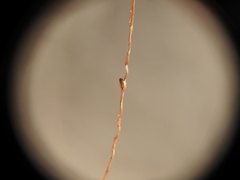 Digitaria breviglumis