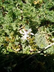 Veronica orientalis