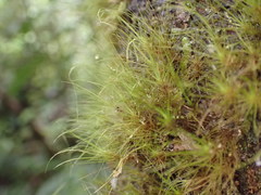 Dicranoloma menziesii