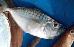 Leiognathidae