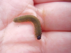 Rhadinoceraea micans