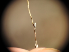 Digitaria breviglumis