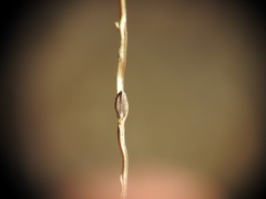 Digitaria breviglumis