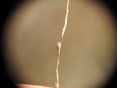 Digitaria breviglumis
