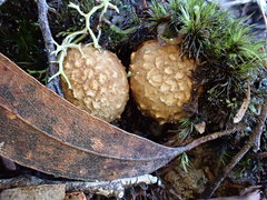 Cortinarius chrysopocos