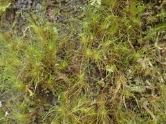 Dicranoloma menziesii