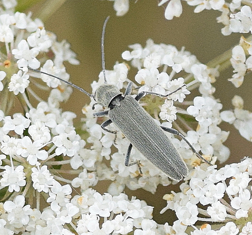 Chitona