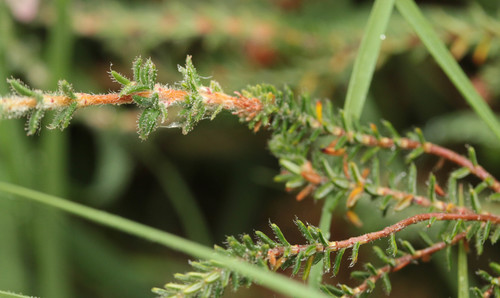 Cross-leaved Heath