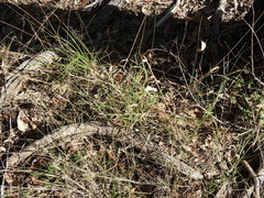 Digitaria breviglumis