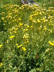 Tanacetum aucheri