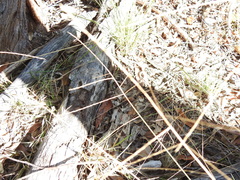 Digitaria breviglumis