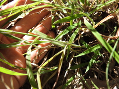 Digitaria breviglumis