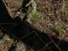 Digitaria breviglumis