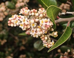 Rhus integrifolia × ovata