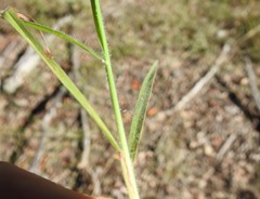 Digitaria breviglumis