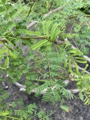 Albizia brevifolia