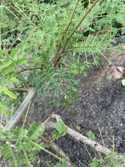 Albizia brevifolia