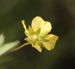 Potentilla × suberecta