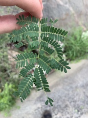 Albizia brevifolia