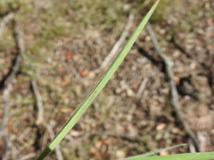 Digitaria breviglumis