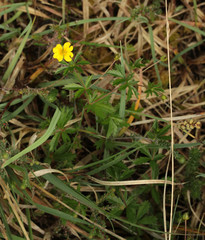 Potentilla × suberecta