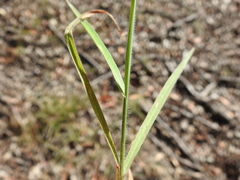 Digitaria breviglumis
