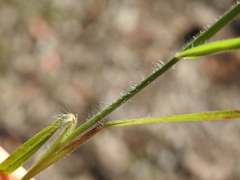 Digitaria breviglumis