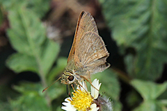Parnara amalia