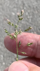 Poa annua
