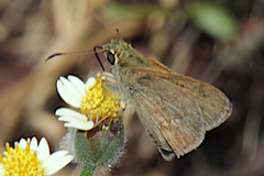 Parnara amalia