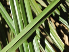 Digitaria breviglumis
