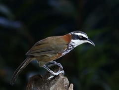 Taiwan Scimitar-Babbler photo 4