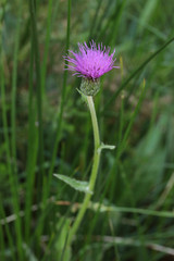 Cirsium dissectum