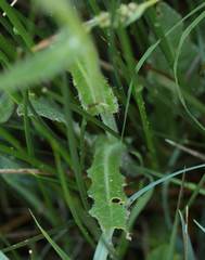 Cirsium dissectum