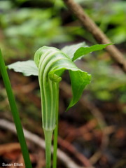 Arisaema stewardsonii