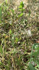 Poa annua