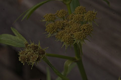 Levisticum officinale