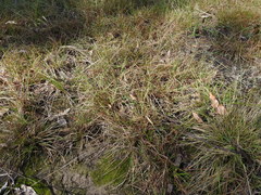 Eremochloa bimaculata