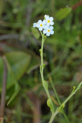 Myosotis secunda