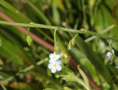Myosotis secunda