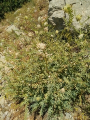 Astragalus ehrenbergii
